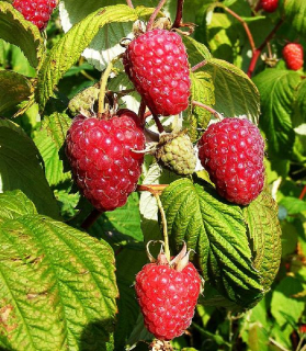 Rubus idaeus 'Polka' 1l.
